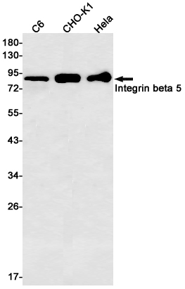 Integrin beta 5 Rabbit mAb