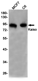 Kaiso Rabbit mAb