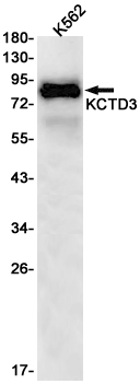 KCTD3 Rabbit mAb
