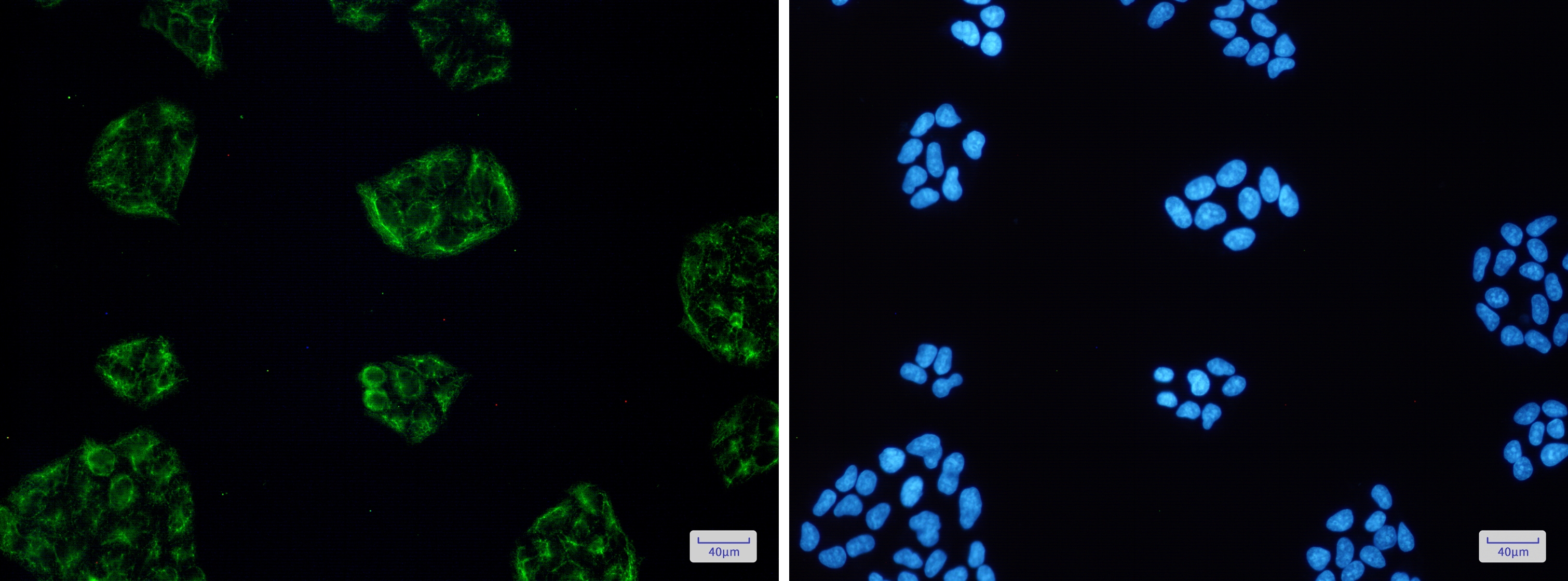 KCTD9 Rabbit mAb