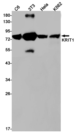 KRIT1 Rabbit mAb