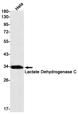 Lactate Dehydrogenase C Rabbit mAb