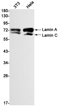 Lamin A/C Rabbit mAb