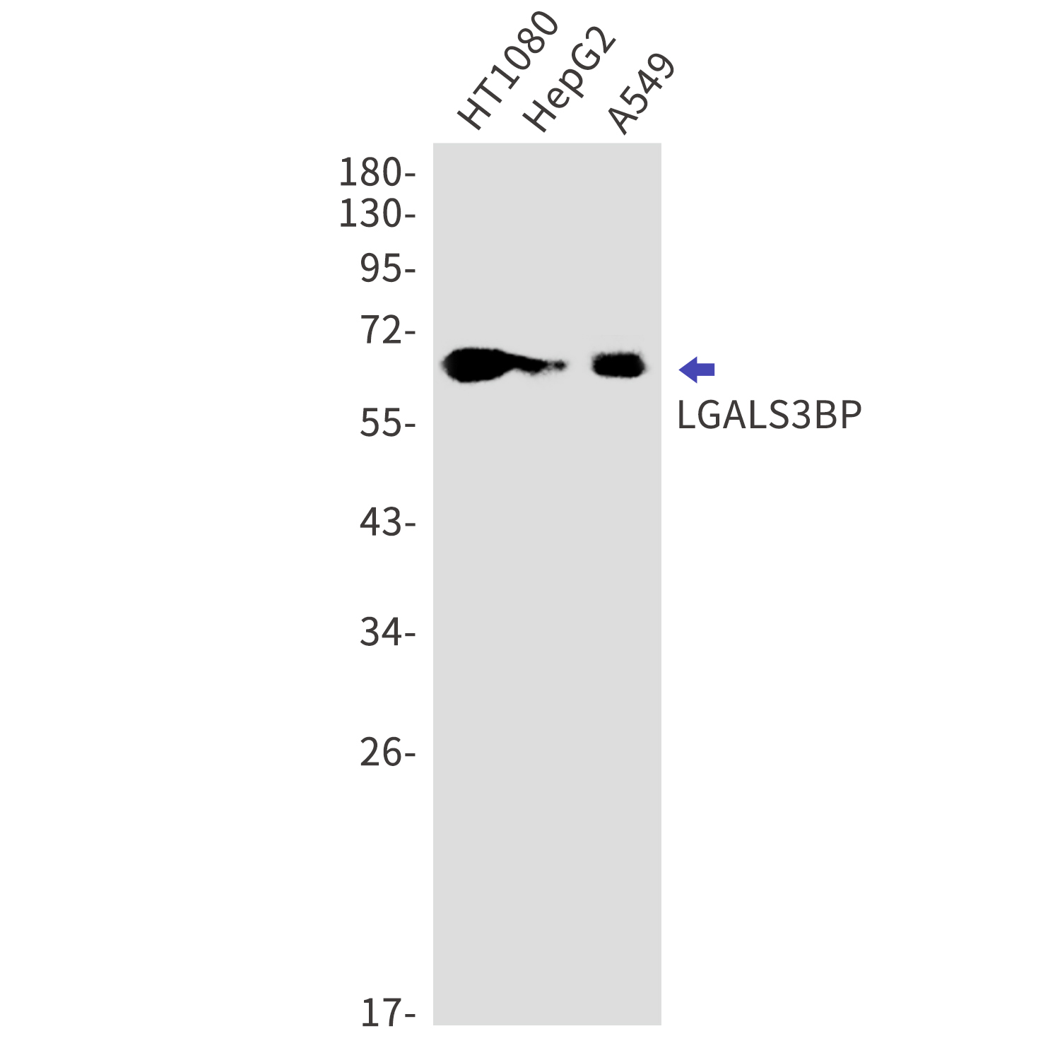 LGALS3BP Rabbit mAb