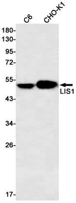 LIS1 Rabbit mAb