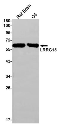 LRRC15 Rabbit mAb