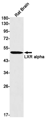 LXR alpha Rabbit mAb