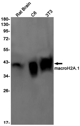 Macro H2A.1 Rabbit mAb