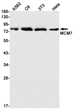 MCM7 Rabbit mAb