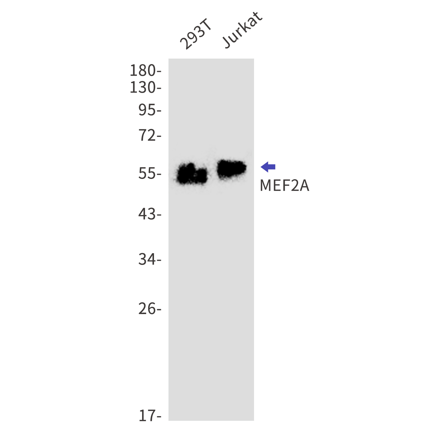 MEF2A Rabbit mAb