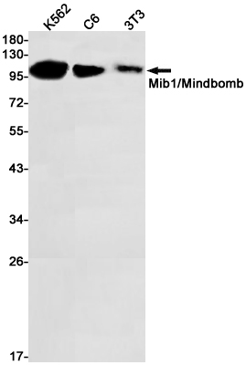 MIB1 Rabbit mAb