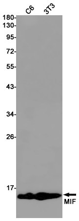 MIF Rabbit mAb