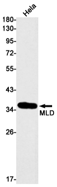 MLD Rabbit mAb