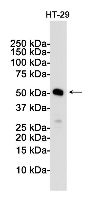 MLKL Rabbit mAb