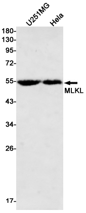 MLKL Rabbit mAb