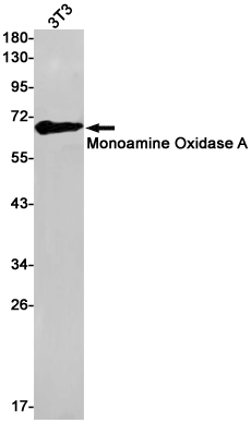 Monoamine Oxidase A Rabbit mAb