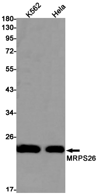 MRPS26 Rabbit mAb