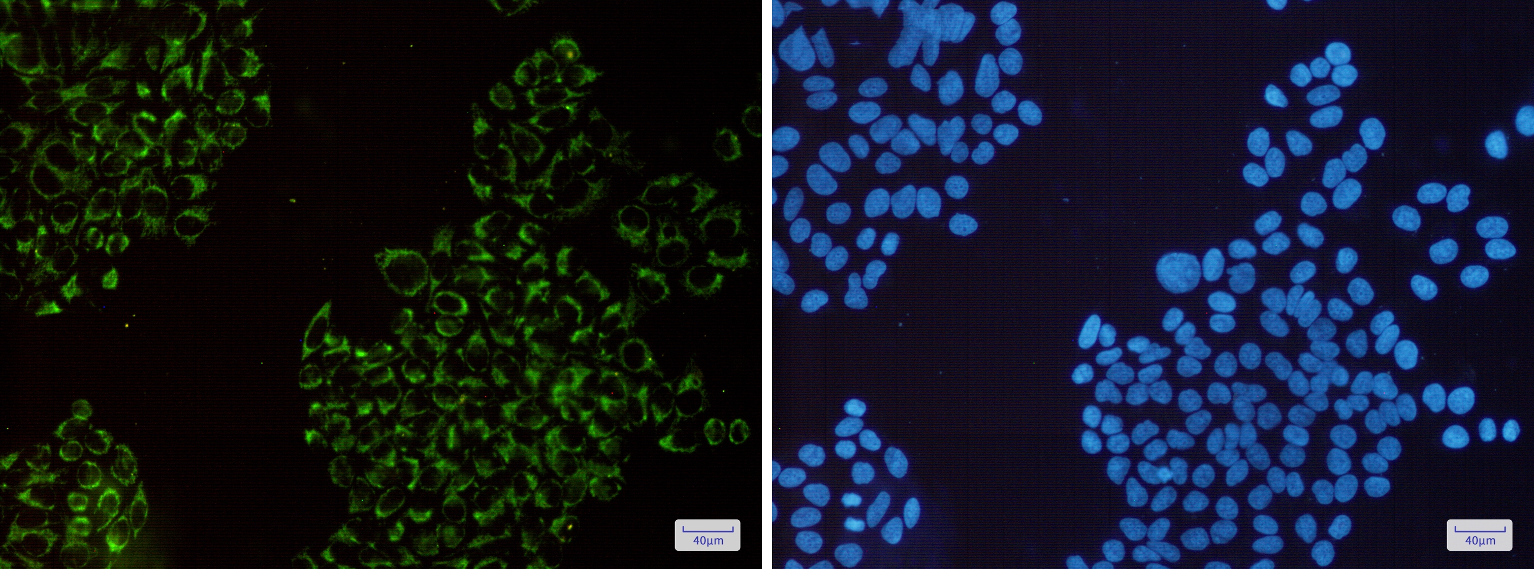 MRPS26 Rabbit mAb