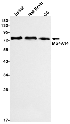 MS4A14 Rabbit mAb