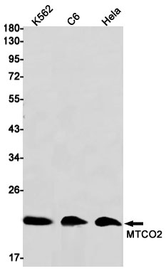 MTCO2 Rabbit mAb