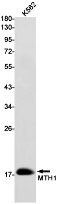 MTH1 Rabbit mAb