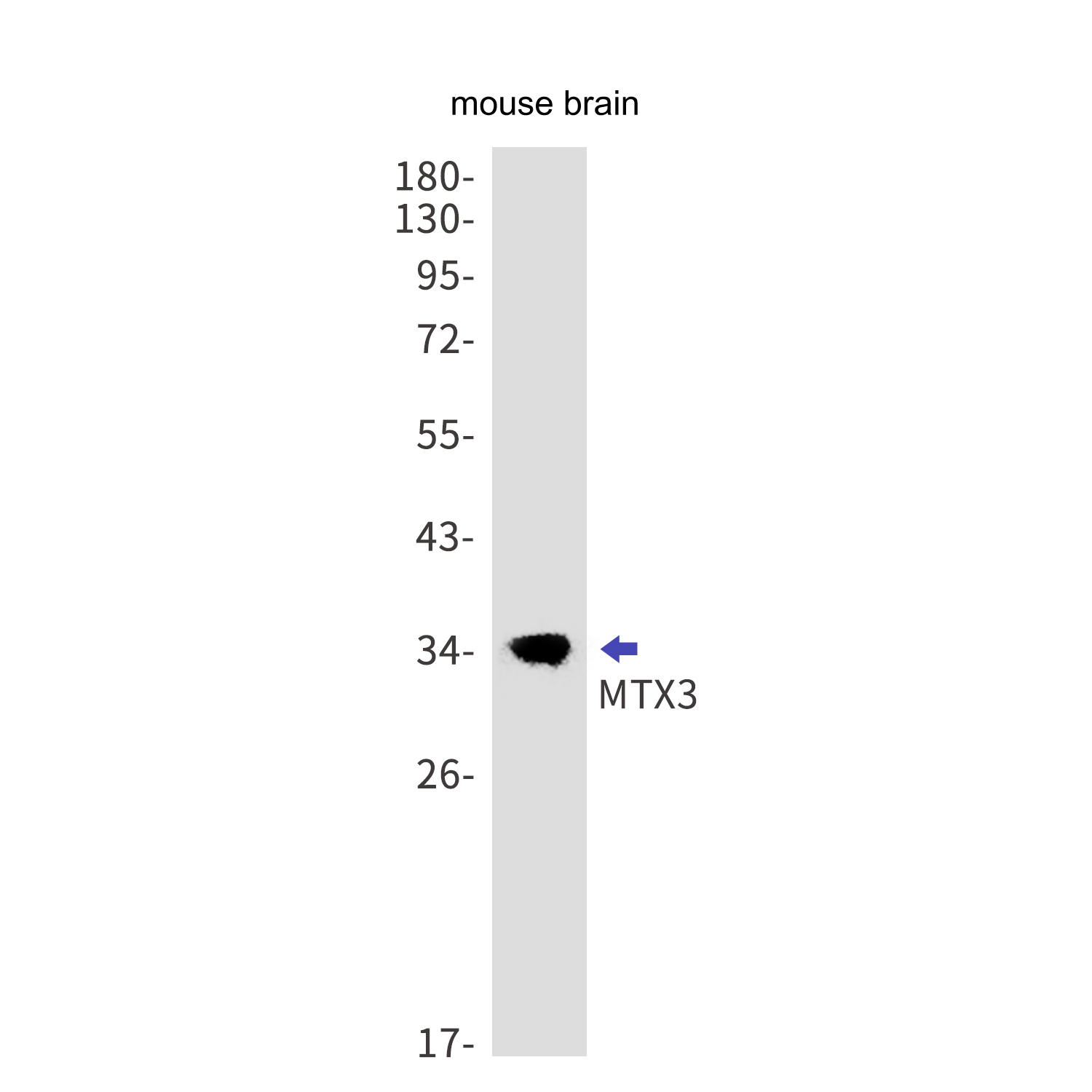 MTX3 Rabbit mAb