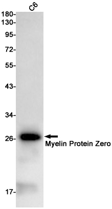 Myelin Protein Zero Rabbit mAb