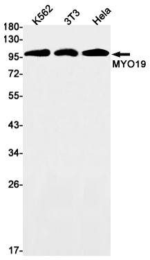 Myosin 19 Rabbit mAb