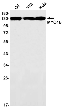 Myosin Ib Rabbit mAb