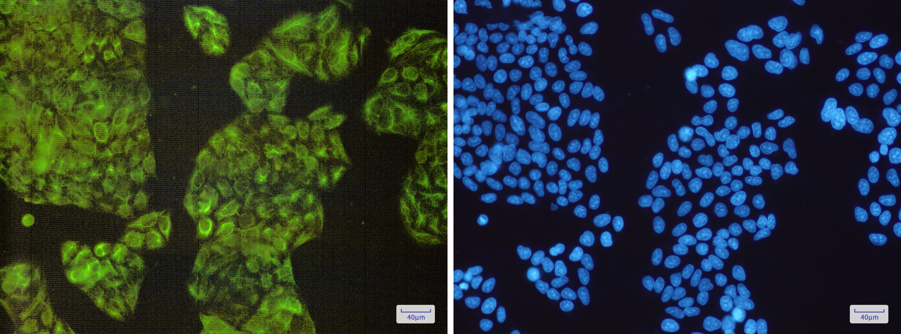 NCK2 Rabbit mAb