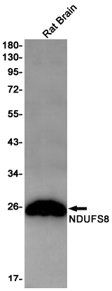 NDUFS8 Rabbit mAb