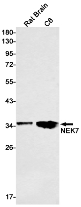 NEK7 Rabbit mAb