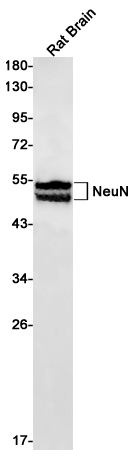 NeuN Rabbit mAb