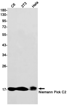 Niemann Pick C2 Rabbit mAb