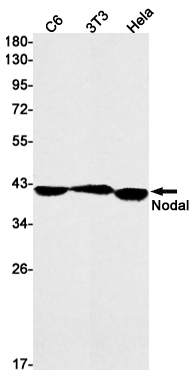 Nodal Rabbit mAb