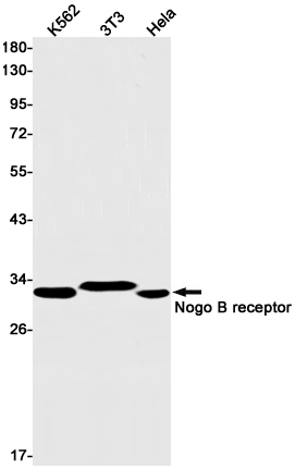 Nogo B Receptor Rabbit mAb