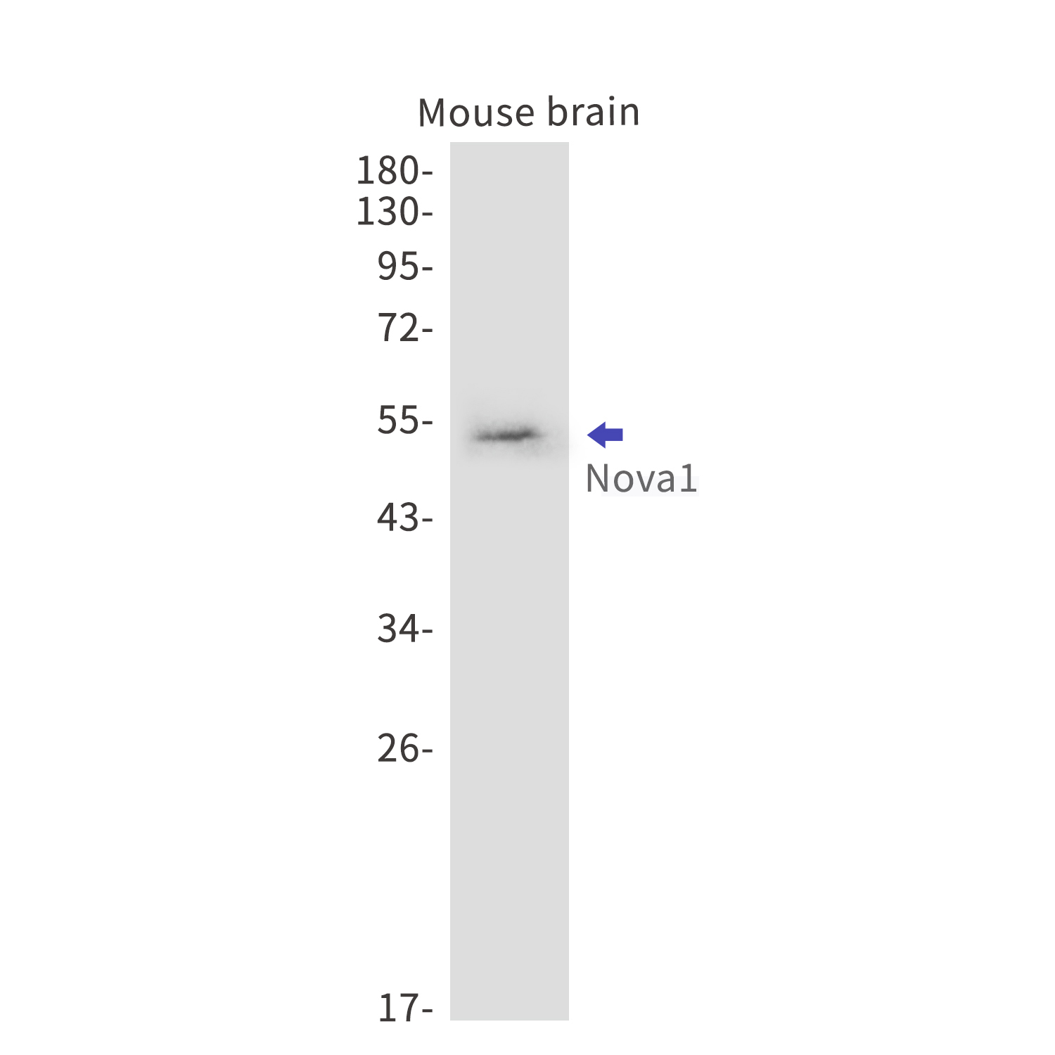 Nova1 Rabbit mAb