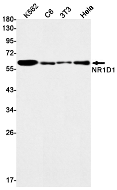 NR1D1 Rabbit mAb