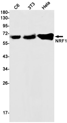 Nrf1 Rabbit mAb