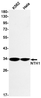 NTH1 Rabbit mAb