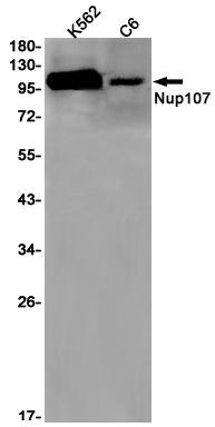 NUP107 Rabbit mAb