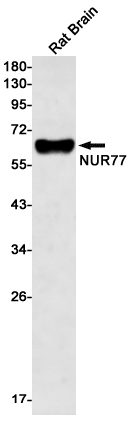 NUR77 Rabbit mAb