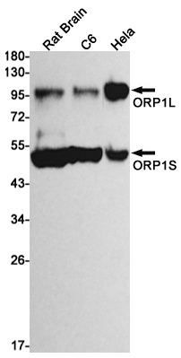 ORP1 Rabbit mAb