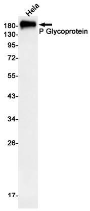 P Glycoprotein Rabbit mAb