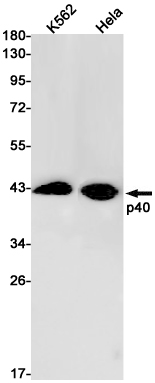 p40 Rabbit mAb