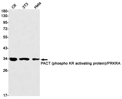 PRKRA Rabbit mAb