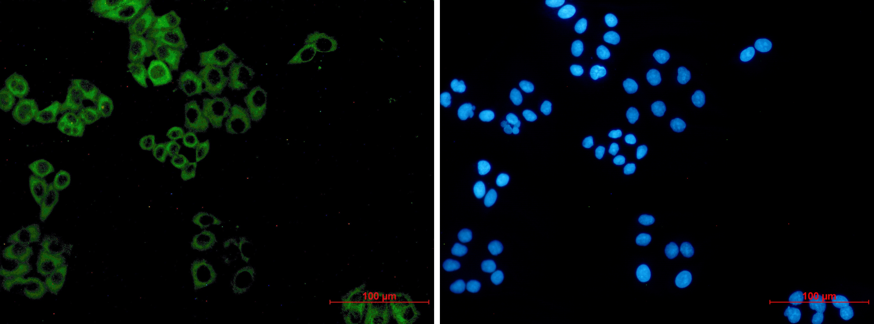 Paxillin Rabbit mAb