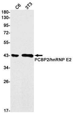 PCBP2 Rabbit mAb