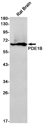 PDE1B Rabbit mAb