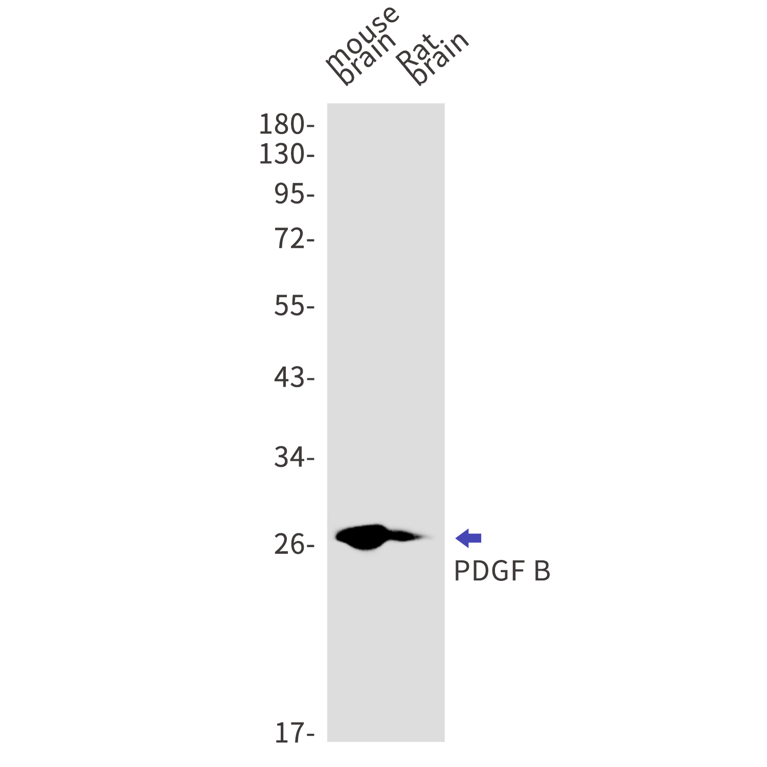 PDGF B Rabbit mAb